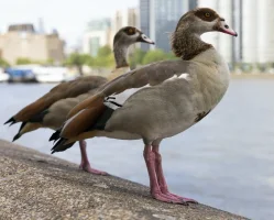 ducks.webp