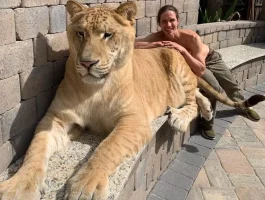 Big Cat.webp