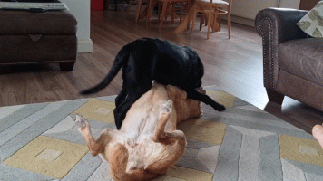 20220212_144508-ANIMATION.gif 20220212_144508-ANIMATION.gif