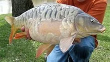 carp.webp