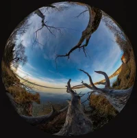 AmmerseeTree.webp