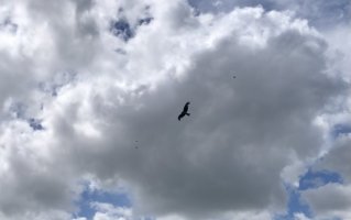 D3392E3B-9B57-40A5-8D08-3953AFE07539.jpeg
