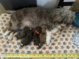 Dam and Pups.webp