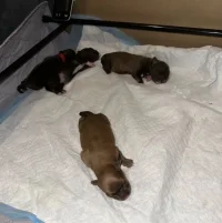 Pups cropped.webp Pups cropped.webp
