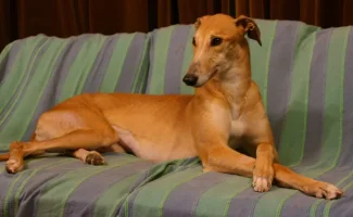 Cinders_sofa.webp