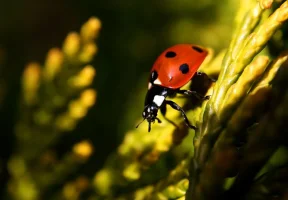 Lady_Bug_1.webp