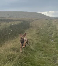 Bonz o't moor.webp