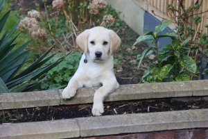 rosie pup.webp