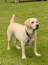 rosie adult.webp
