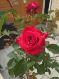 DSC_5548.webp