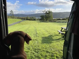 Conistondog1.webp