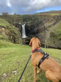Conistondog2.webp