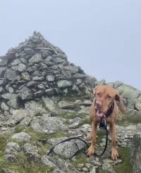 Conistondog3.webp