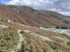 Conistondog4.webp