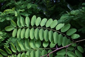 00_robinia.jpg