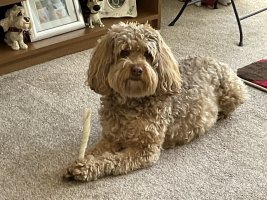 IMG_0346.jpeg