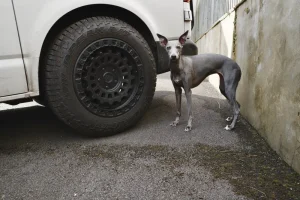 whippet - 1 (3).webp