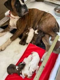 puppies.webp