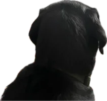 1721833264567.webp