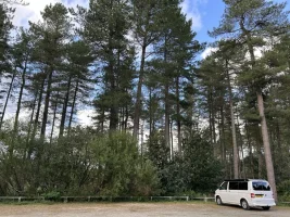 Del Forest van scene.webp Del Forest van scene.webp