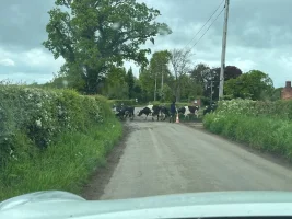 IMG-20230525-WA0000.webp IMG-20230525-WA0000.webp