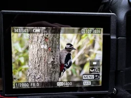 IMG_7039.jpeg