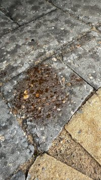 IMG_4193.jpeg IMG_4193.jpeg