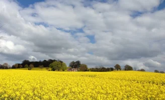 sunseed.webp sunseed.webp