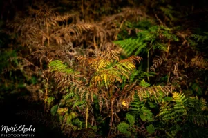 Z72_2019.webp