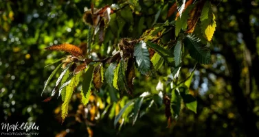 Z72_2028.webp