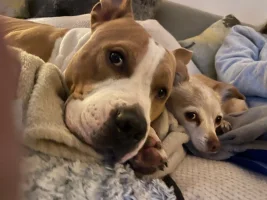 pooches.webp pooches.webp