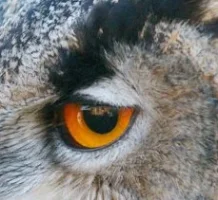 owl ss.webp