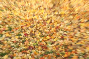 autumn.webp