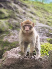 monkey.webp