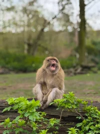 monkey_1.webp