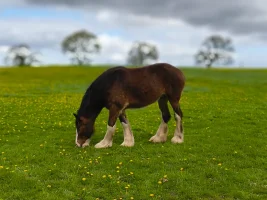 Shirehorse.webp Shirehorse.webp