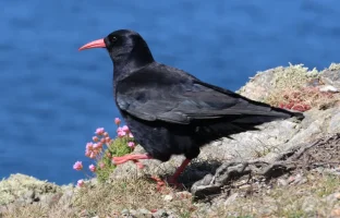 Chough.webp