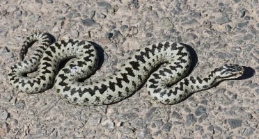 Adder.webp