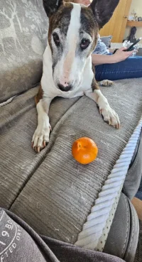 Minnie Satsuma.webp