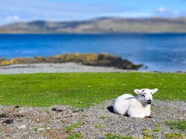 lamb.webp lamb.webp