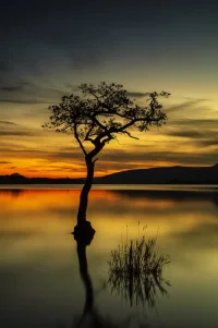 Milarrochy bay tree.webp