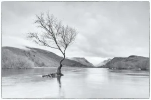 Tree.webp