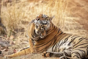 Arrowhead and cub..webp