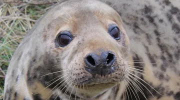 seal 7.webp
