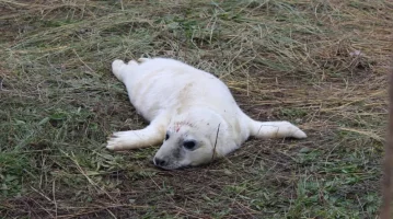 seal 6.webp