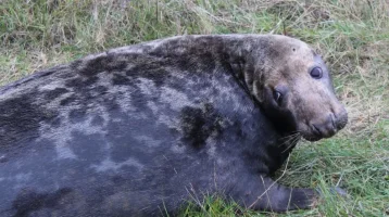 seal 5.webp