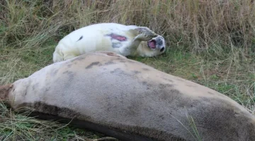 seal 4.webp