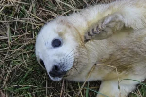 seal 1.webp