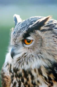 owl ss.webp