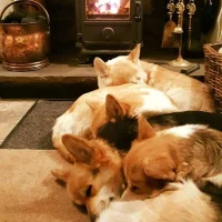 Pack in front of fire.webp